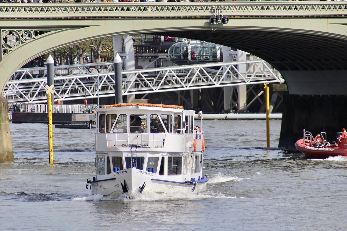 LONDON ROSE  coming from under Westminster Bridge.