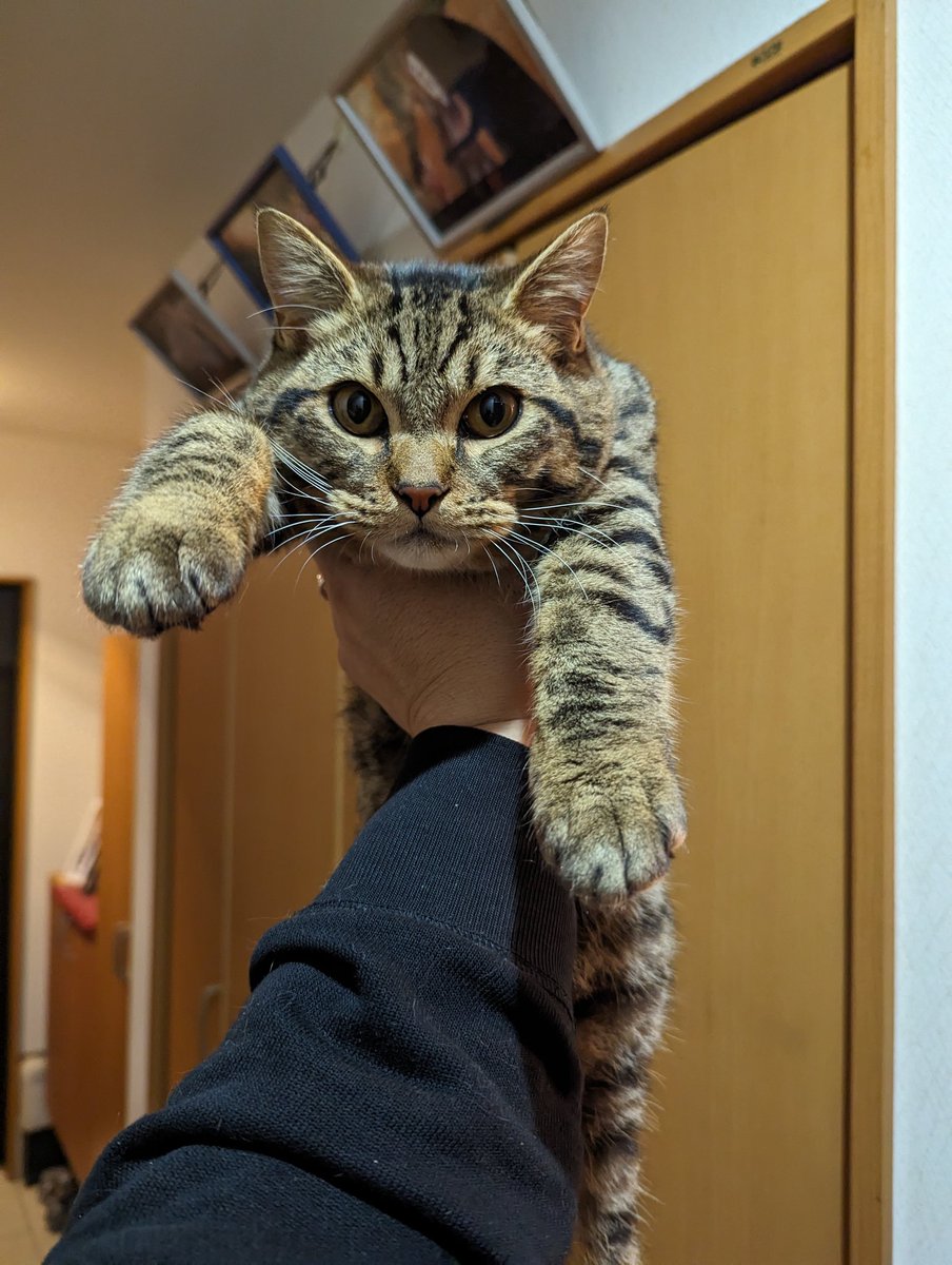 NEKO__DAISKI's tweet photo. もう片手じゃ無理😹
随分大きくなりました😸
まだまだヤンチャやけど🐾 https://t.co/LqWLKgeiSa