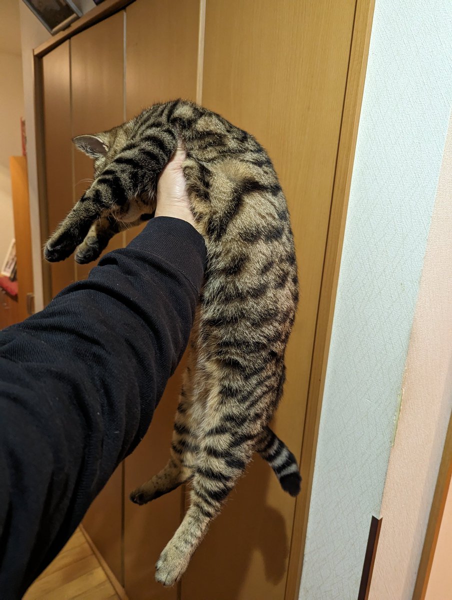 NEKO__DAISKI's tweet photo. もう片手じゃ無理😹
随分大きくなりました😸
まだまだヤンチャやけど🐾 https://t.co/LqWLKgeiSa