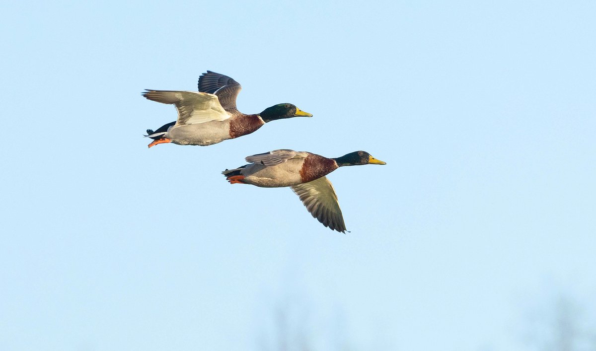 Male Mallards in flight. Spring is a great time to watch ducks as many will do display flights. Taken with Canon R6.