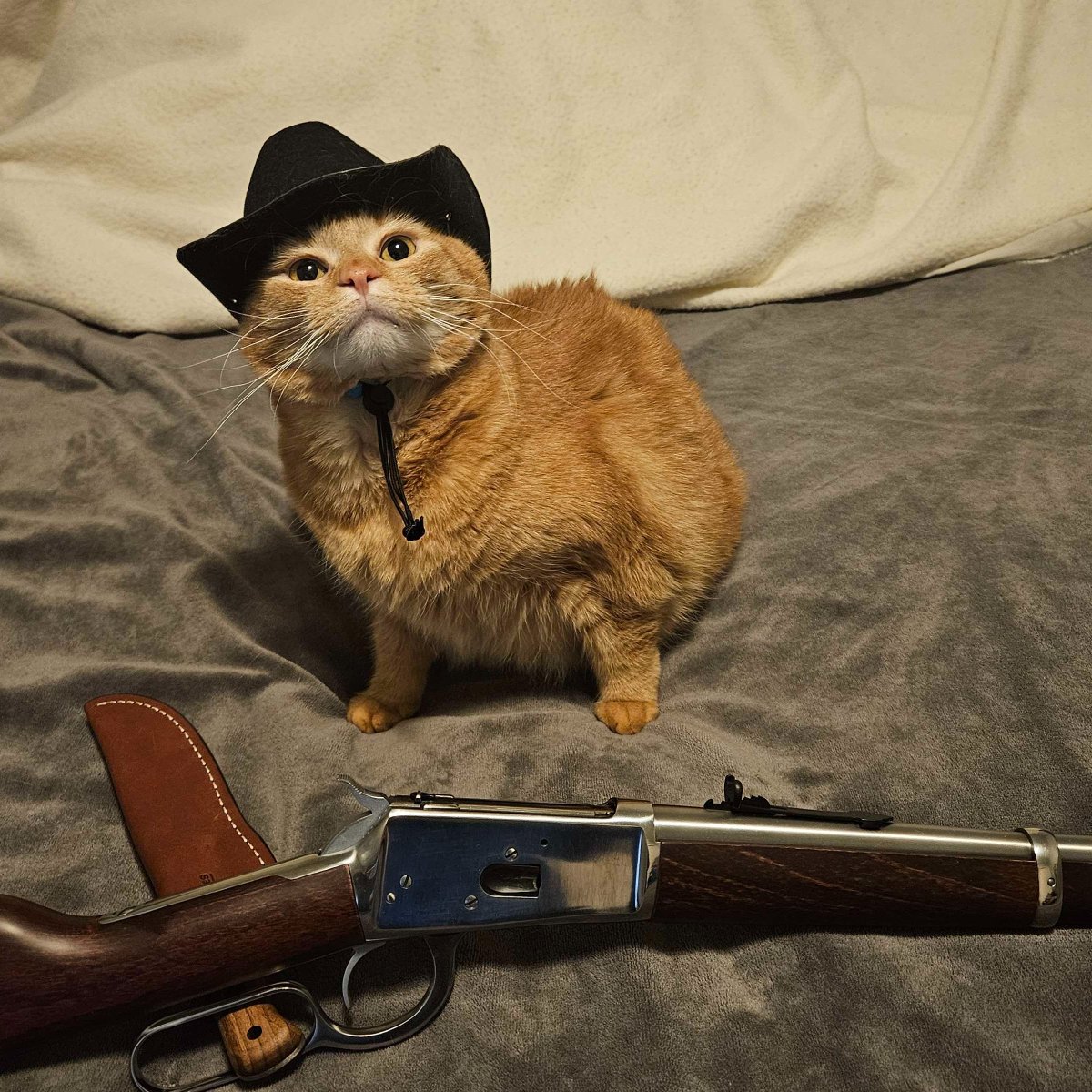 demarkegaming's tweet photo. Cathur Morgan 🐱 https://t.co/0sic4u54cX