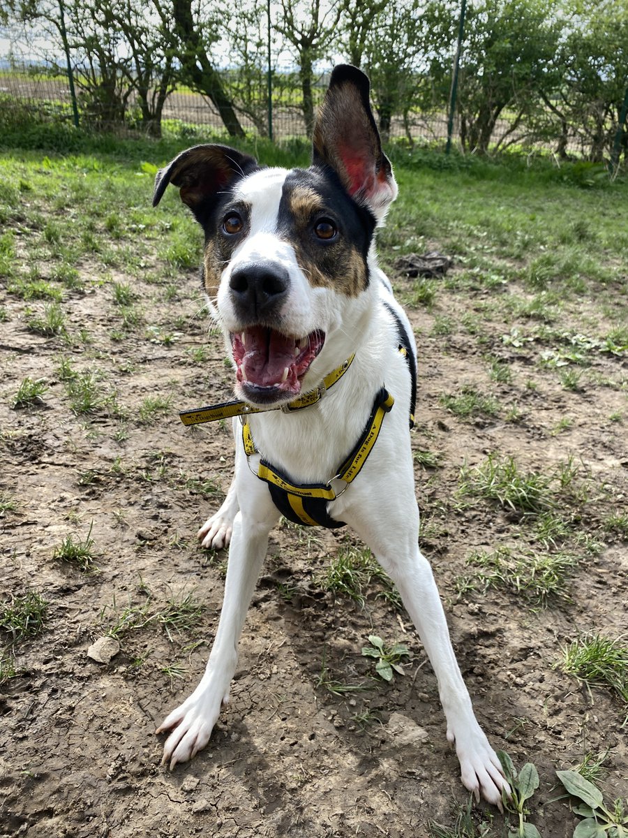 Always puts the biggest of smiles on our faces when we see Zelda! 😄😄 👉 bit.ly/4aeRtS5 @DogsTrust #DogsTrust #HappyDoggo #Playtime #AdoptDontShop #Rehome