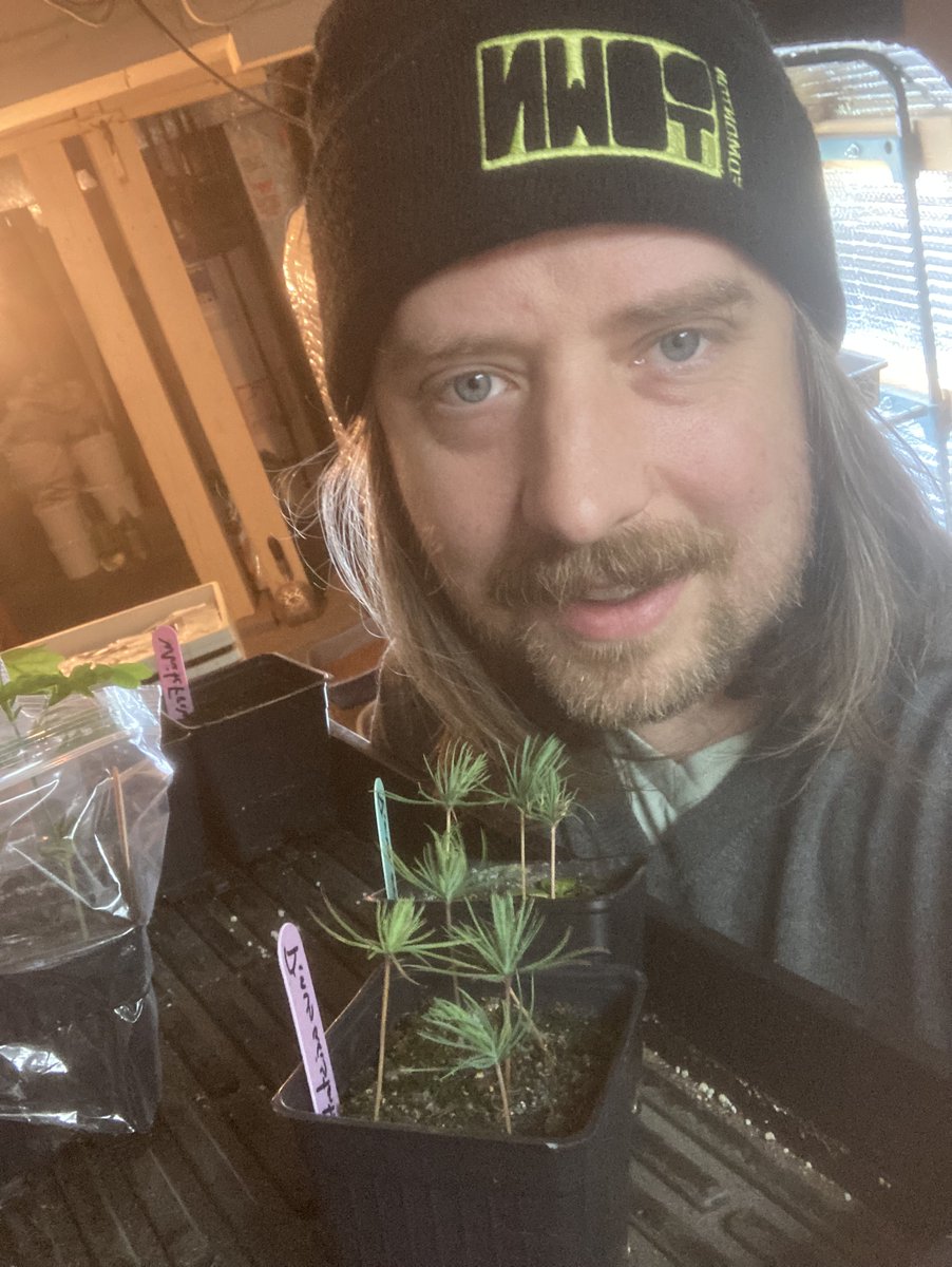 Here I am holding eight Rocky Mountain Bristlecone Pine (Pinus aristata) seedlings. Each of these trees has the potential to live for thousands of years and is part of a community effort to grow a thousand 1000-year-old trees in Edmonton.