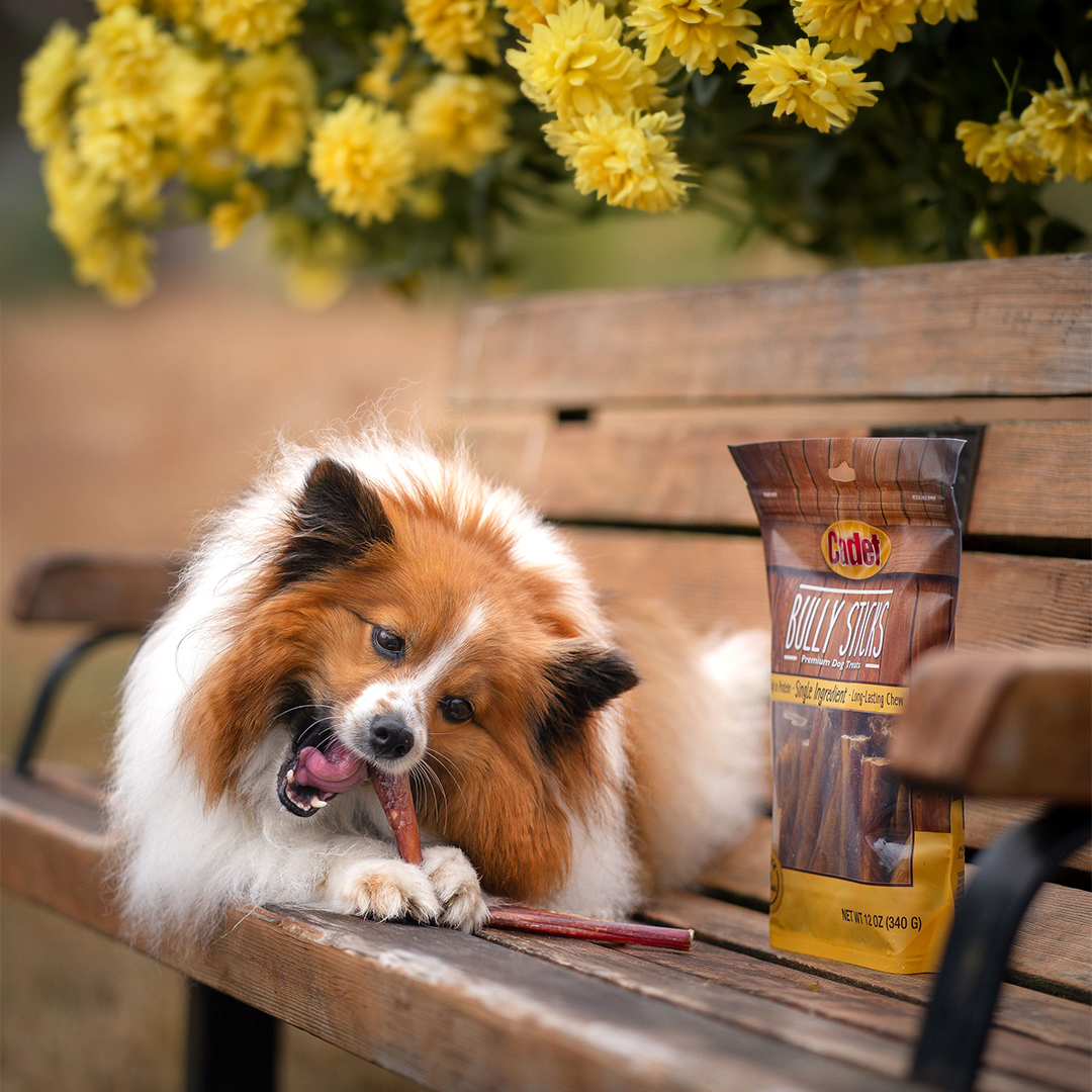 Time for a breather! 😌 Whether you're blazing the trail or playing fetch in the yard, stock up on slow-roasted Bully Sticks for a protein-packed reward. Get them on @Amazon.

 📸: adventuresoncall on Instagram

#CadetPet #activedogmonth #dogsthathike