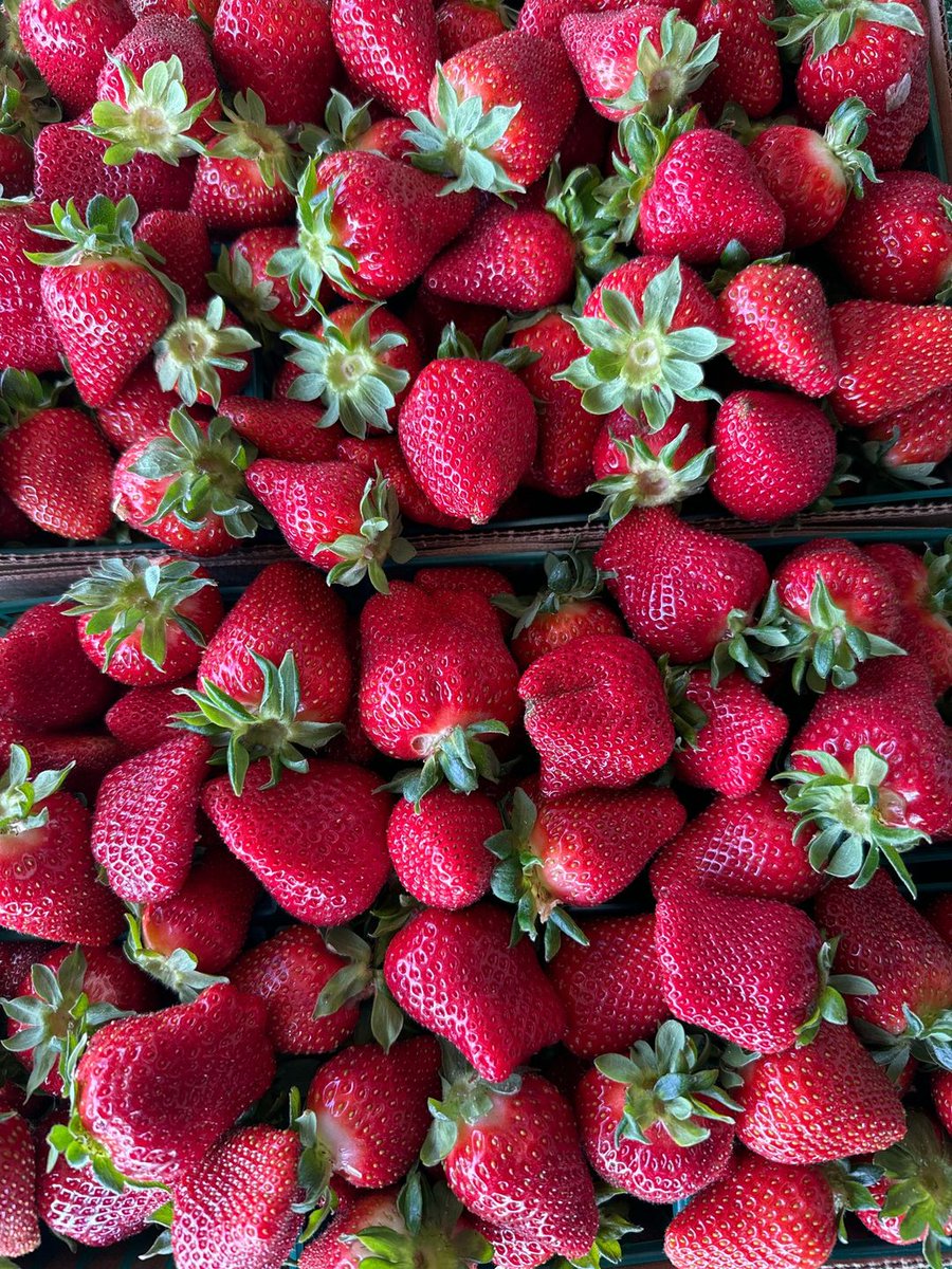 🍓🍓🍓🍓 BREAKING BERRY NEWS 🍓🍓🍓🍓 The famous Watmaugh strawberry stand in Sonoma is having a 'soft opening' 4/15 and 4/16 from 9 a.m.-6 p.m. and will be open daily starting Saturday 4/20. 1120 Watmaugh Rd, #Sonoma, CA 95476 916-807-1538