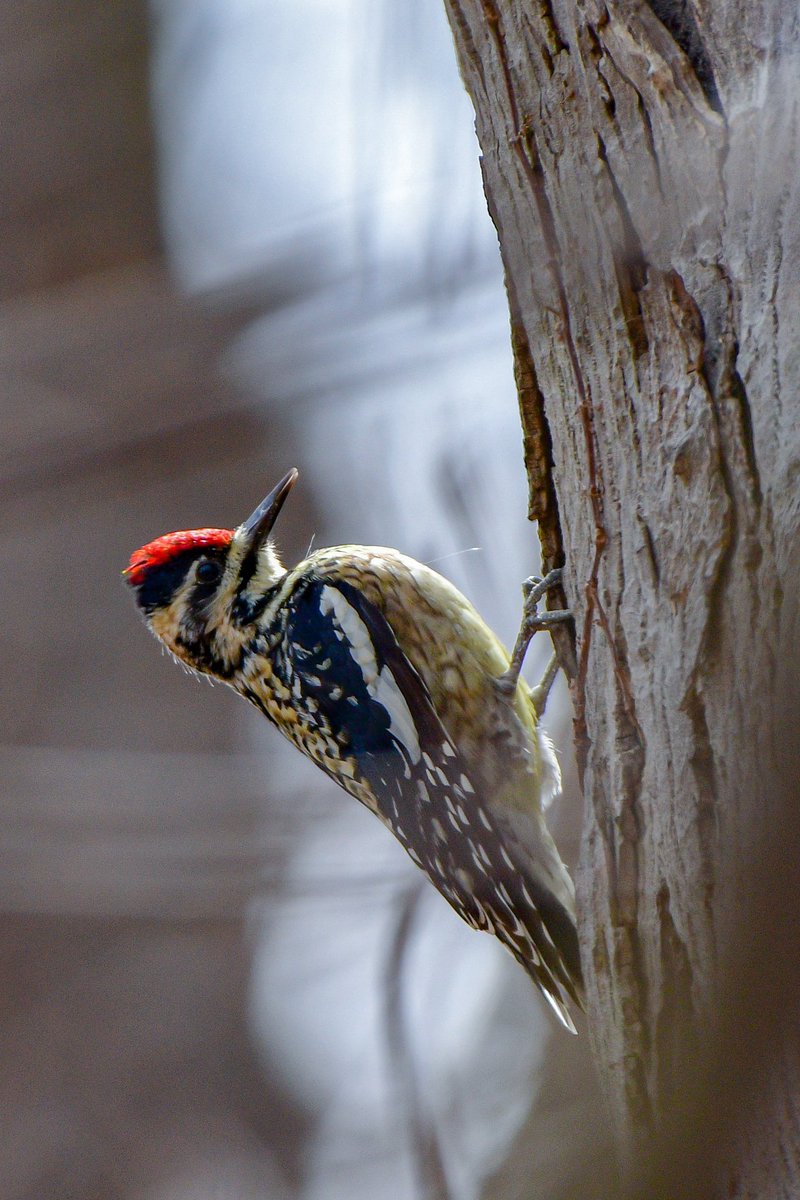 Female Yellow-bellied Sapsucker passing through on her way to the northern boreal forest. 
#DetroitBirdAlly #Birds #BirdTwitter #TwitterBirds