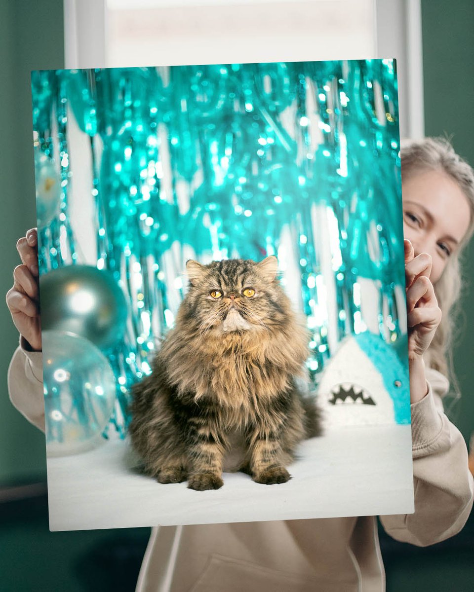 We love pet portraits! 🐈📸 Share a pic of your beloved pet below! #petportraits #petphotography #catphotography #catphotos