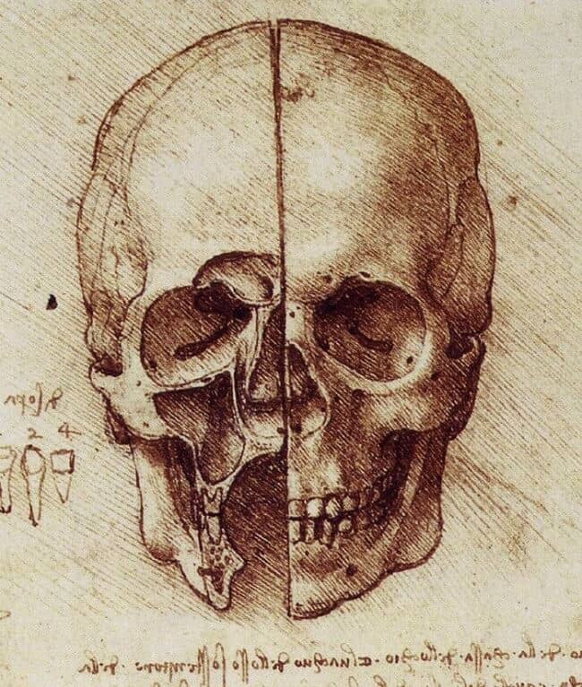 This sketch of the bone structure of the skull has been universally admired for its accuracy and proportion. 'I still use his drawings to teach surgeons and medical students today.' -Peter Abrahams, professor of clinical anatomy at Warwick Medical School.