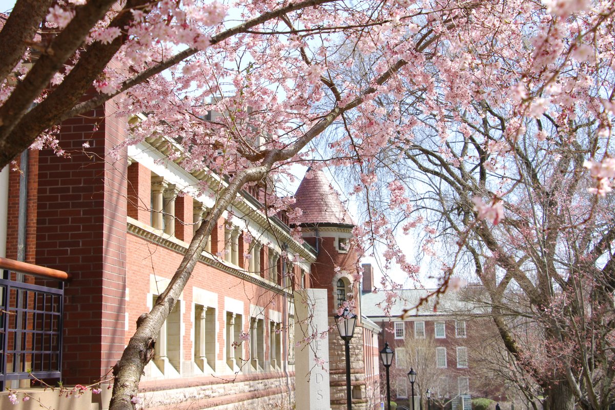 From cherry blossoms to saucer magnolias, campus is pretty in pink this spring! 🌸 #SceneAtBrown