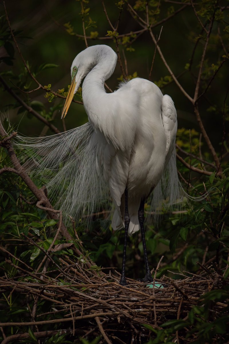 GOOD AFTERNOON #TwitterNatureCommunity 📸🪶 Here’s a mother Great Egret taking a few moments to preen it’s plumage before incubating her clutch of eggs. #BirdsOfTwitter #BirdTwitter #Birds