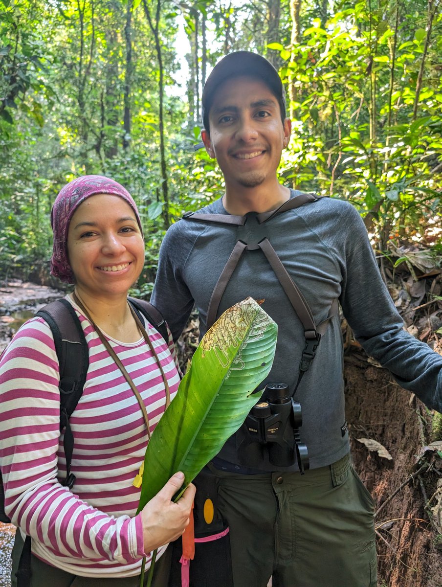 In the lowland tropical rainforest, in Ecuador (Estación Lyarina) studying how communities of leaf-mining insects and their parasitoids change with elevation. With @ZoologyUBC PhD student Karina Torres and Ecuadorian biologist Paulo Zambrano.