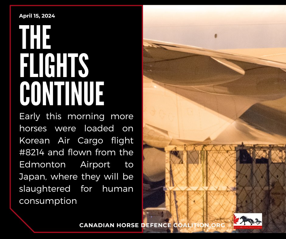 defendhorsescan's tweet photo. Another flight
→3 or 4 horses in each wooden crate without food, water & rest from when they left the feedlot in 🇨🇦 to arrival at quarantine in Japan - up to 28 hrs is allowed
→Send the letter at https://t.co/PIIDGwMIpB asking your MP to #SupportBillC355
#horseshit
#SayNeigh https://t.co/V7hJduecJm