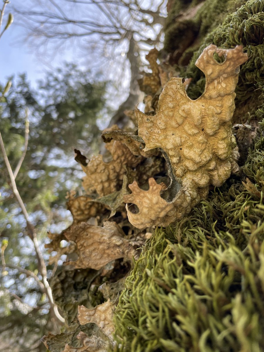Lichens beauty - captured at traditional Apertio anni lichenologici 2024