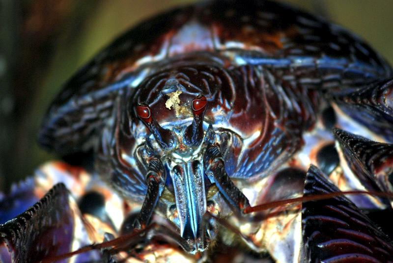 Crustaceans know how to do that 'flamboyant villain' look