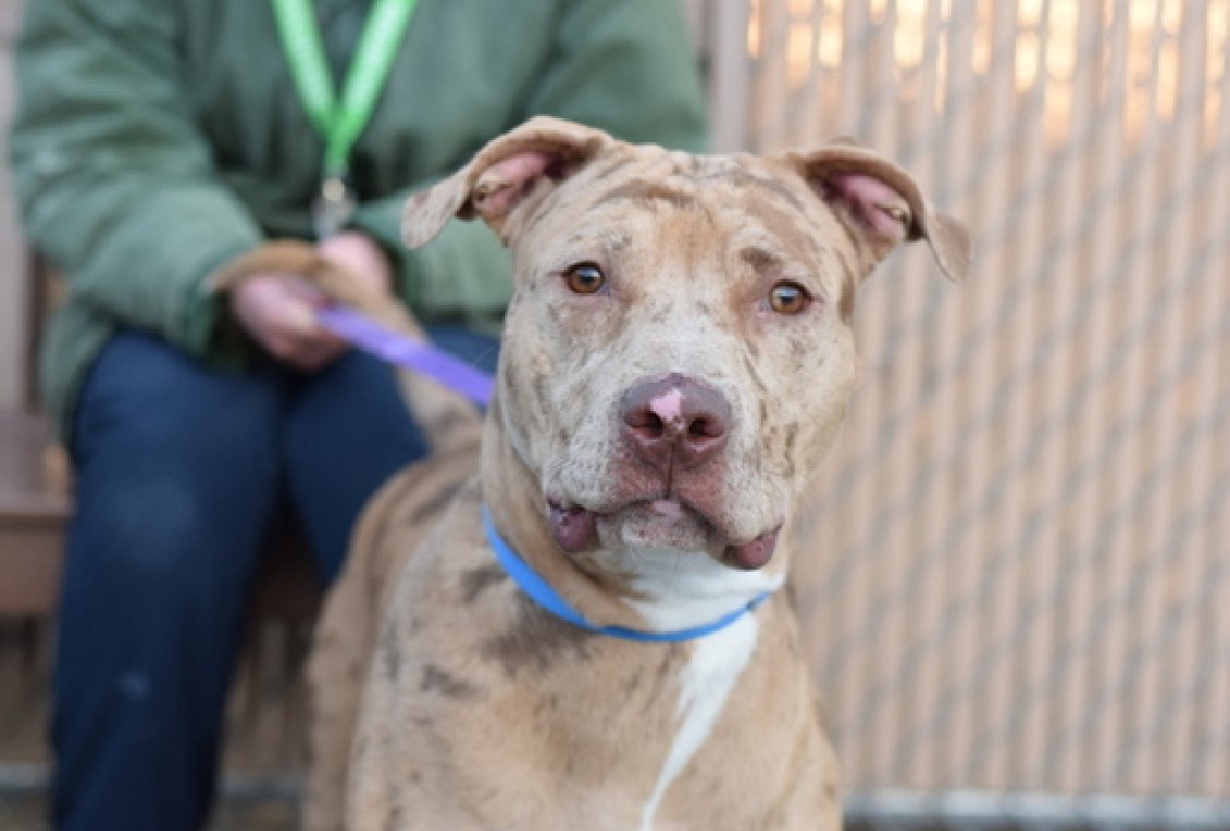 💔Leonardo💔 #NYCACC #191639 1y ▪️Relisted TBK: 4/16💉 Sweetie's💔! Adopted Jan, ret, due 2 l.lord issues! Originally, found tied up, abandoned. Stressed, vocalizes in cell. Amazing baby needs loving, N.East #Foster, 2 decompress + blossom. DM @notthesameone2 Pls #pledge 💞Leo