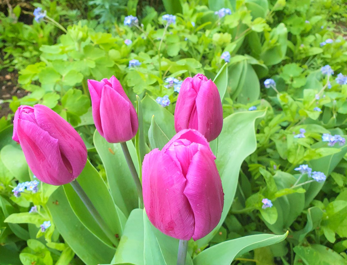 In #Dartmoor #Legend an old lady tended her bonny #garden 🌷🌿 One night she heard music & looking out saw #pixies dancing on the lawn by swaying #tulips 🌷🎶Looking closer, each #tulip held a sleeping pixie baby rocked in its #flower cradle 💜#MythologyMonday #MagentaMonday 🌷