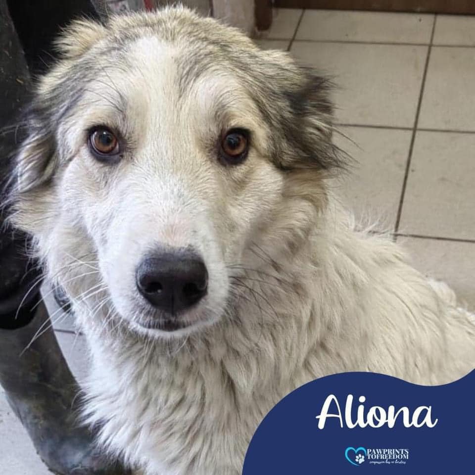 Hi, my name is Aliona and I came to the shelter with my puppies because local people thought we were a nuisance 😢 I’m 4 years old and I love everyone - even the shelter cat. Can you please help me find a home? 🙏
pawprints2freedom.co.uk/adopt
#adoptable #adoptme #romanianrescue