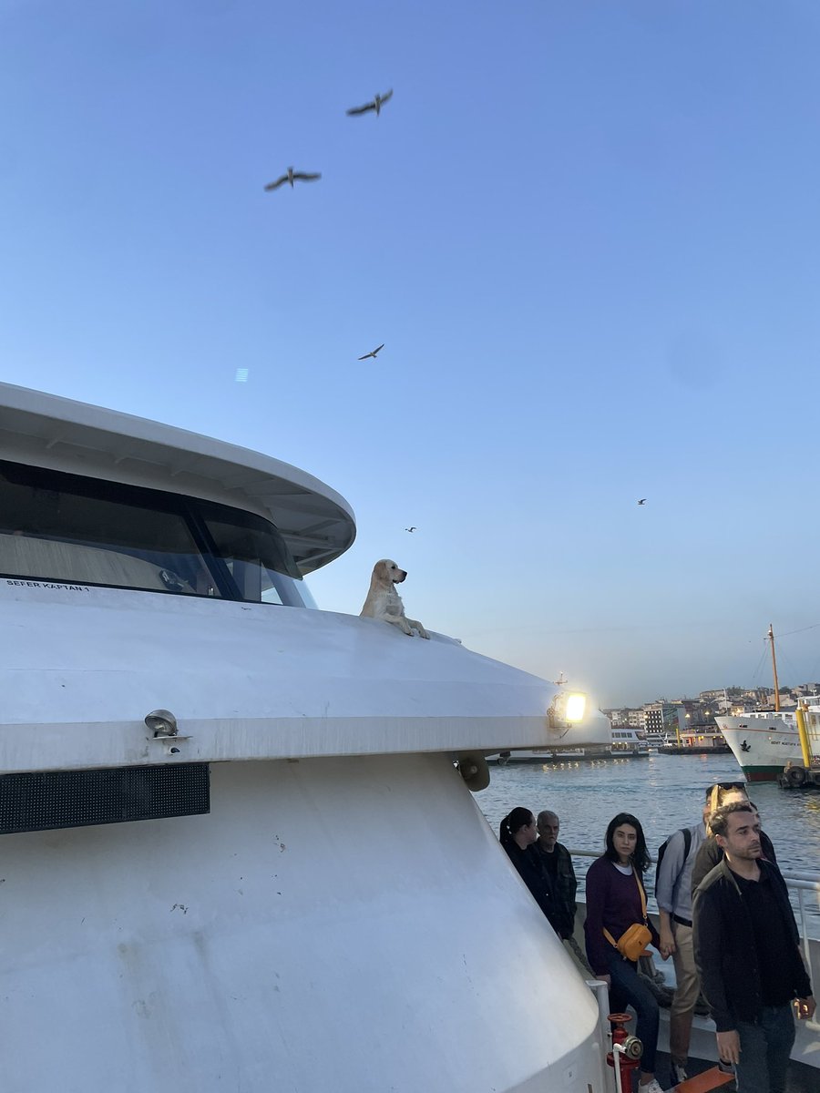 Kadıköy motorundan şu manzaraya bakın 😍😍Yemin ederim İstanbul’un kedisi köpeği hancı biz yolcu 🫶🏼