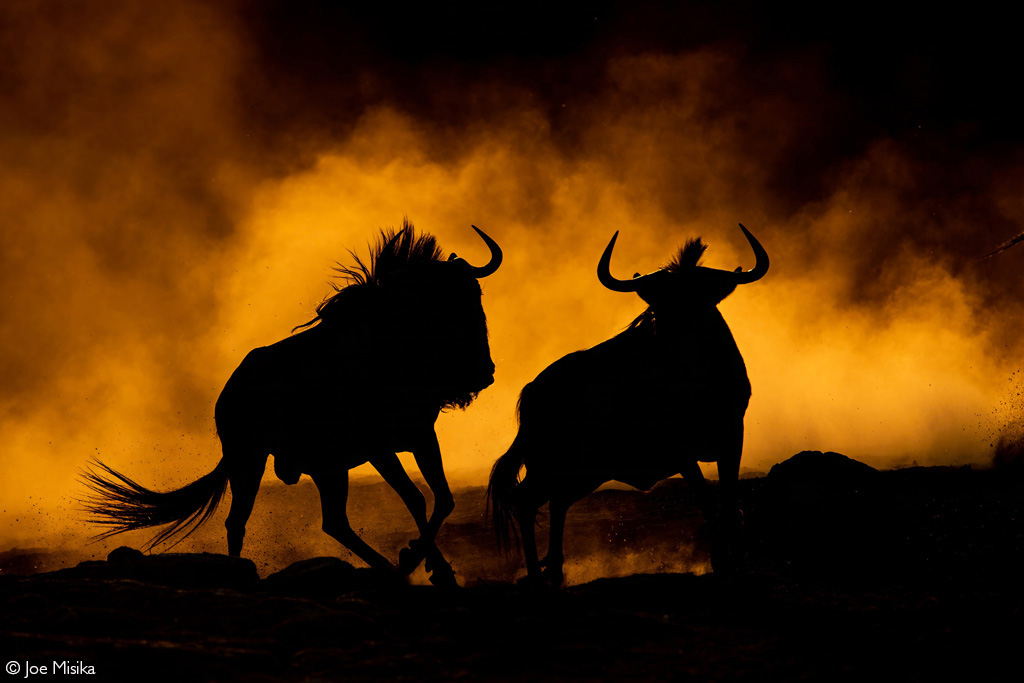 📷Two wildebeest create a golden glow as they kick up dust at sunset. Mashatu Game Reserve, Botswana. © Joe Misika (Photographer of the Year 2024 entry) #wildlifephotos #wildphoto #wildlife_shots #wildlifephotography #photography #photographer #naturephotography