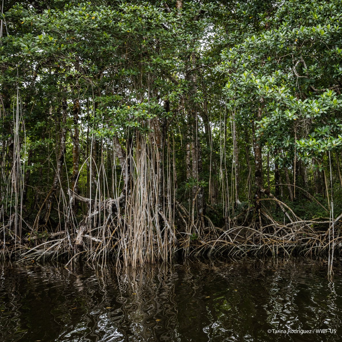 Did you know AI can help us better understand the impacts of climate change on ecosystems? ManglarIA, “AI for Mangroves” in Spanish, is an innovative project using artificial intelligence (AI), to inform conservation management in a changing climate: wwf.to/4d0B455.
