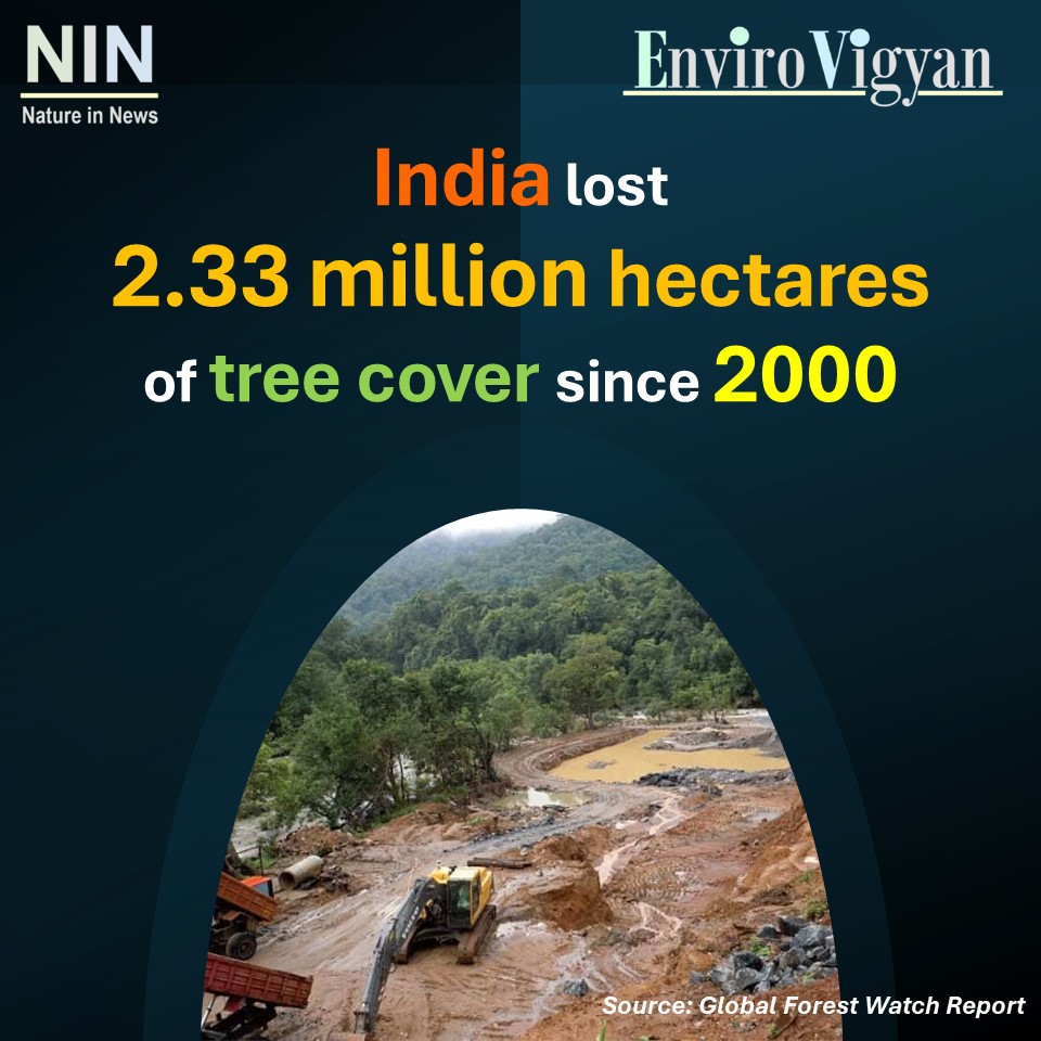#India has lost 2.33 million hectares of #treecover since 2000, equivalent to 6% #treecoverloss during this period, according to the latest data. #natureinnews #deforestation #climatechange #globalwarming #sustainability #tree #trees #plantation #nature #environment #forest