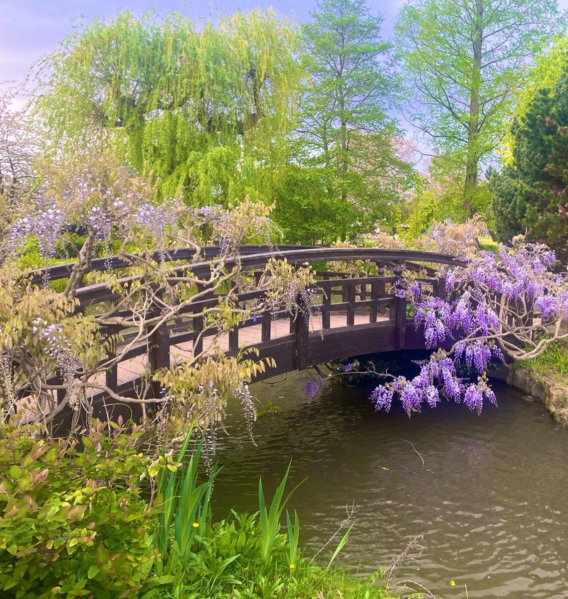 Made a pilgrimage to the wisteria bridge in Regent’s Park. One of my favourites.