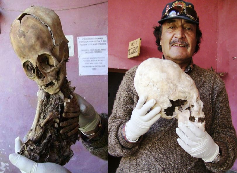 In the small Peruvian town of Andahuayllas, there is a private museum, Ritos Andinos, with one extremely unusual exhibit. The mummy shown in the photo was discovered in 2010 and clearly does not belong to a person. The skull, a height of 50 cm, is simply huge relative to the…