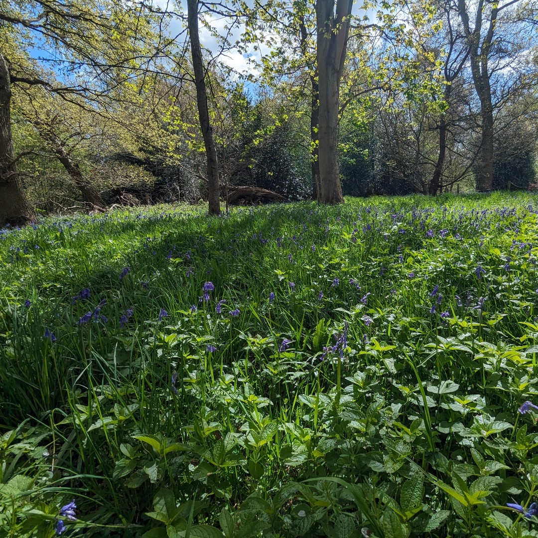 It's starting to look like bluebell season at Harcourt Arboretum. Don't miss our Spring Fair next weekend (Sat 27 April) when they're due to look their best! Book your tickets here: go.glam.ox.ac.uk/N7M0Li0od