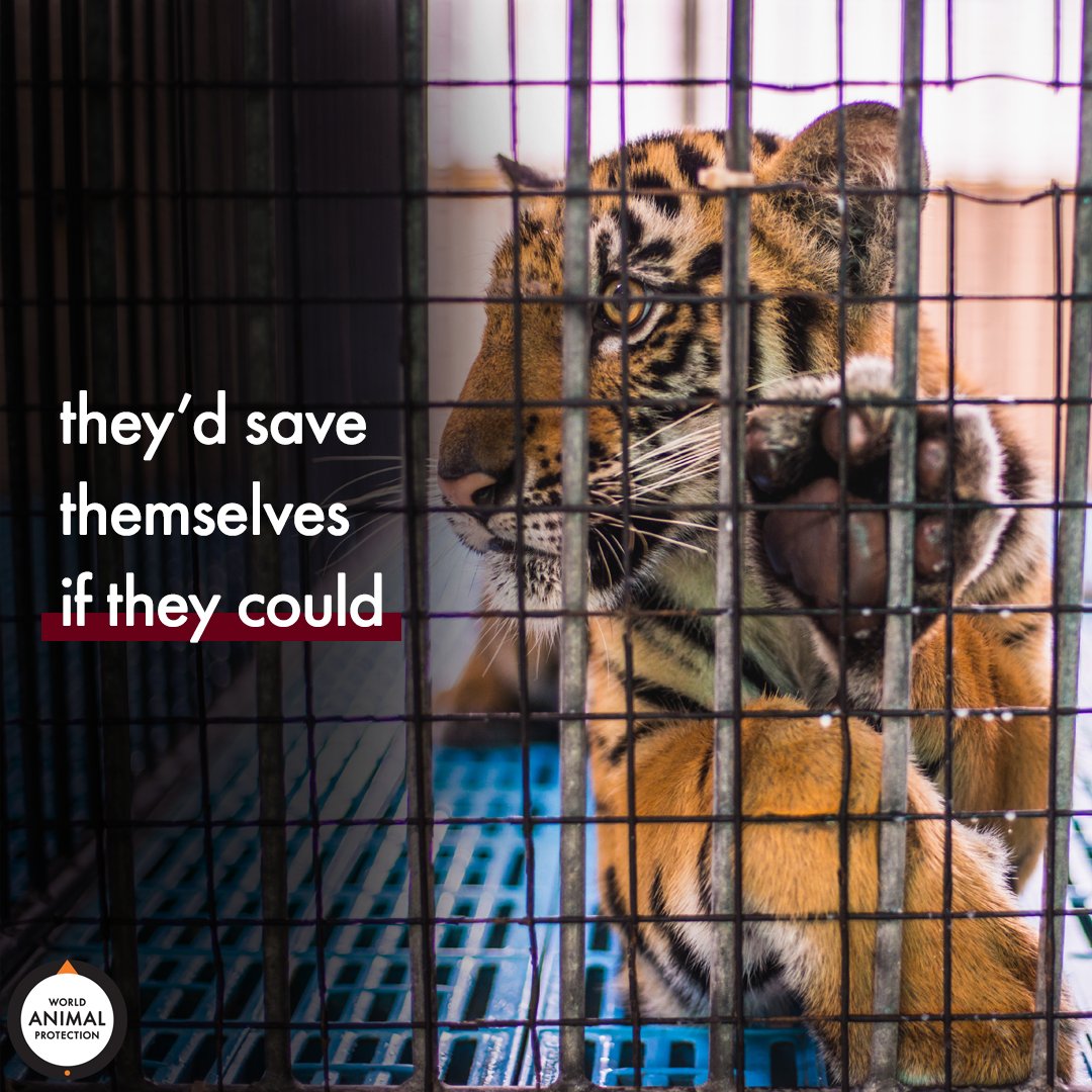 MoveTheWorldUS's tweet image. If you don't speak up for animals, who will? 🐯