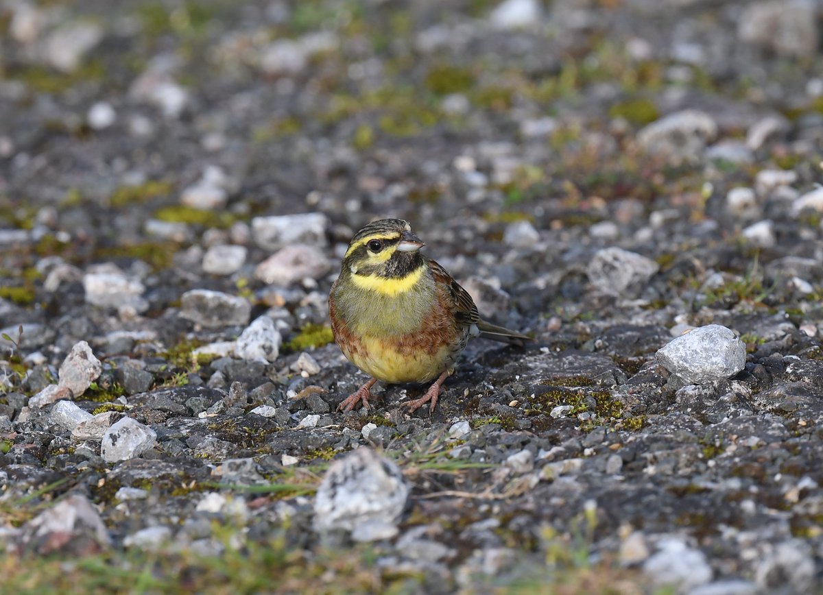 Cirl Buntings in Devon last week. A long overdue ✅ for me