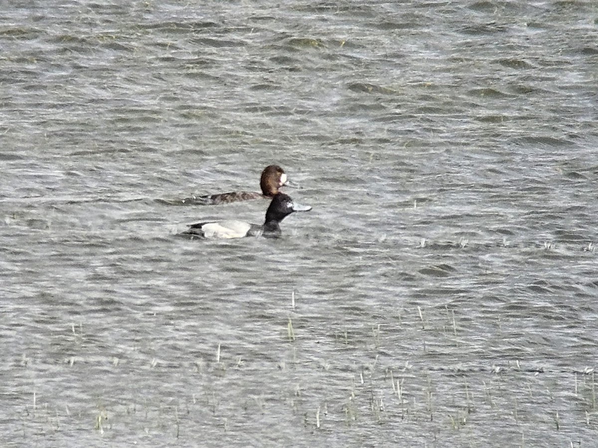 Goldeneye the highlight from Shalford Meadow, Lt Cornard early afternoon, plus 20+ Swallows, 2 House Martins, Sedge Warbler, Whitethroat & 5 Lapwings still. Then 2 Lesser Scaup (pair) at Giffords Flash, Stoke-by-Nayland plus Lesser Whitethroat & lots of hirundines