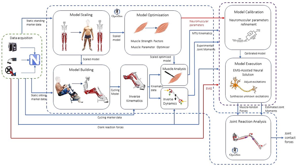 😃 New article published in J Biomech! 'Joint contact forces during semi-recumbent seated cycling', by Crossley et al. sciencedirect.com/science/articl… #journalofbiomechanics