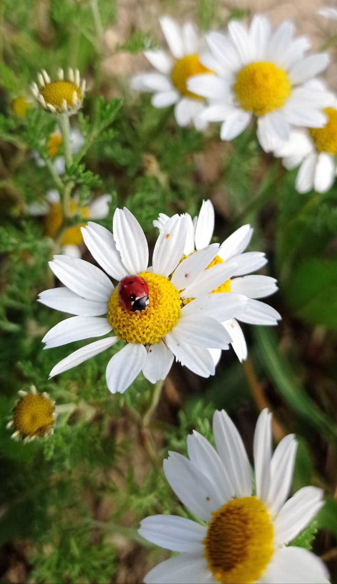 "Tüm çiçeklerden güzeldir papatyalar."🌼🐞