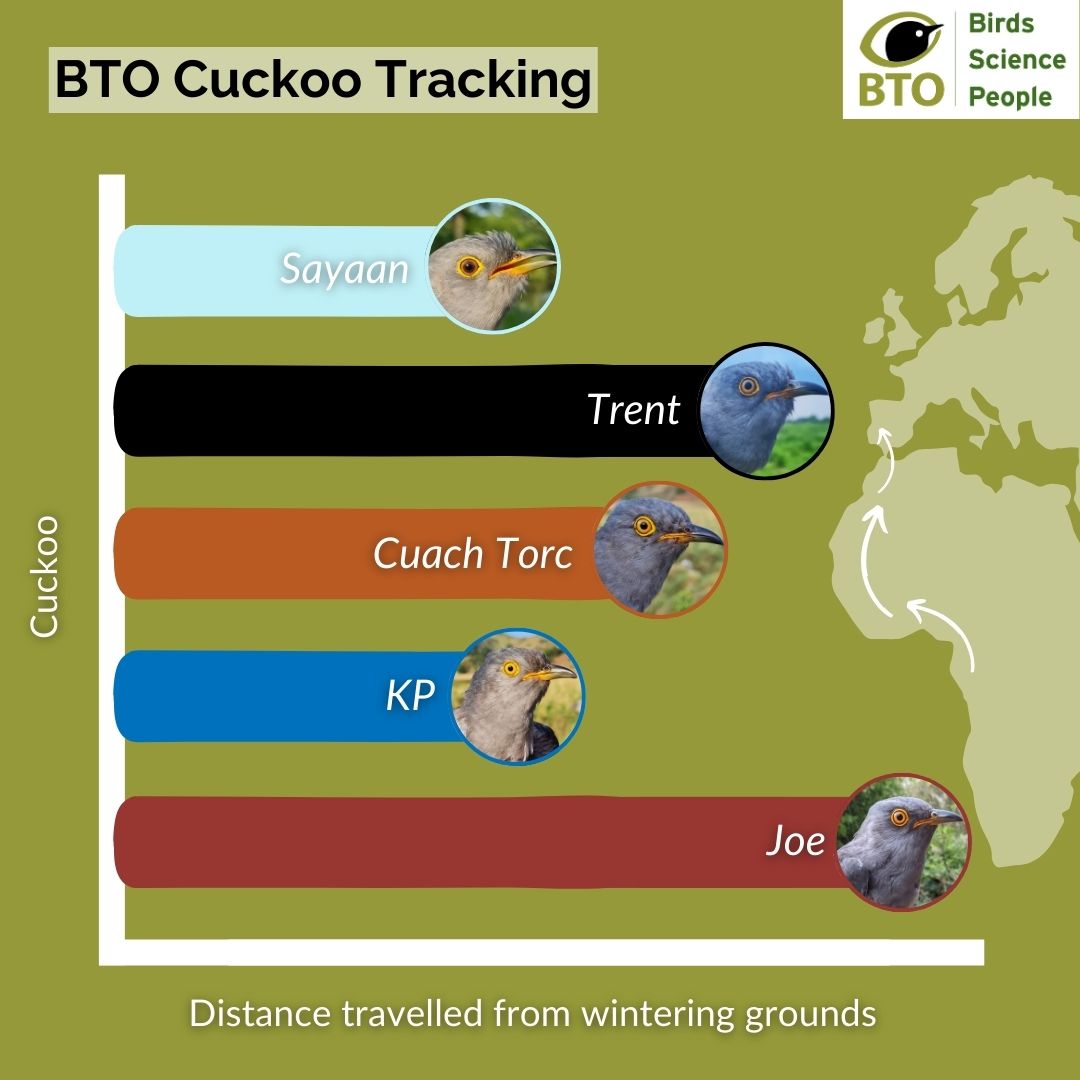 Joe has arrived in Europe! 🎉 He’s racing ahead &amp; is in the Algarve in Portugal. 😎 He’s the first of our tagged Cuckoos to reach Europe! Who do you think will be next? Meanwhile Trent isn’t far behind &amp; Sayaan &amp; KP are catching up too! 

Follow the race👉 bit.ly/cuckoo_project
