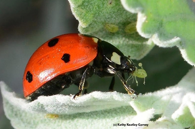 keatleygarvey's tweet photo. Find "good luck" on #ucdavis Picnic Day on Saturday, April 20. #ucipm to give out lady beetles, aka ladybugs, at Briggs Hall, home of the Department of Entomology and Nematology. Meanwhile, dinner time! #BugSquad https://t.co/ygffbWb2pL https://t.co/AcnzpKGyyo