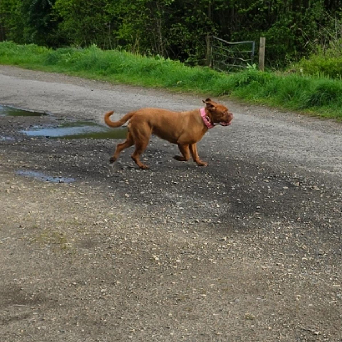 Nova's ears in the wind 😂🌬 and King having the time of his life again lol #paysdegrâcedoguedebordeaux #paysdegrâce #paysdegrâceddb #sachella #sachellalisakudrow #sidhewhytchrhion #sidhewhytch #novaddb #kingddb #doguedebordeauxlovers #frenchmastiffofinstagram #bigdog #dogue