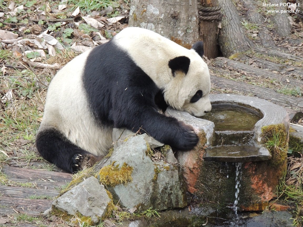 pandas_fr's tweet photo. 🐼Le mâle #panda #XingRui, frère jumeau de #XingHui, qui vit au parc belge de #PairiDaiza (@pairidaiza), vit depuis novembre 2016 dans un petit centre situé à #Baoxing @baoxing_cuties
📸 Xing Rui le 7 mars / J. Pouille
Retrouvez toutes mes photos ici ⤵️⤵️
https://t.co/0RA2qqkjfJ https://t.co/qWGQYsHnMu