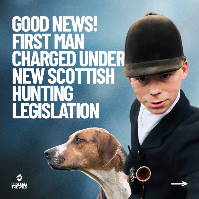 “The message from the government and Police Scotland must be clear: nobody is above the law. And that message must be backed up with rigorous enforcement. It [fox hunting] has no place in a modern Scotland and our work will continue until it’s stamped out for good.”