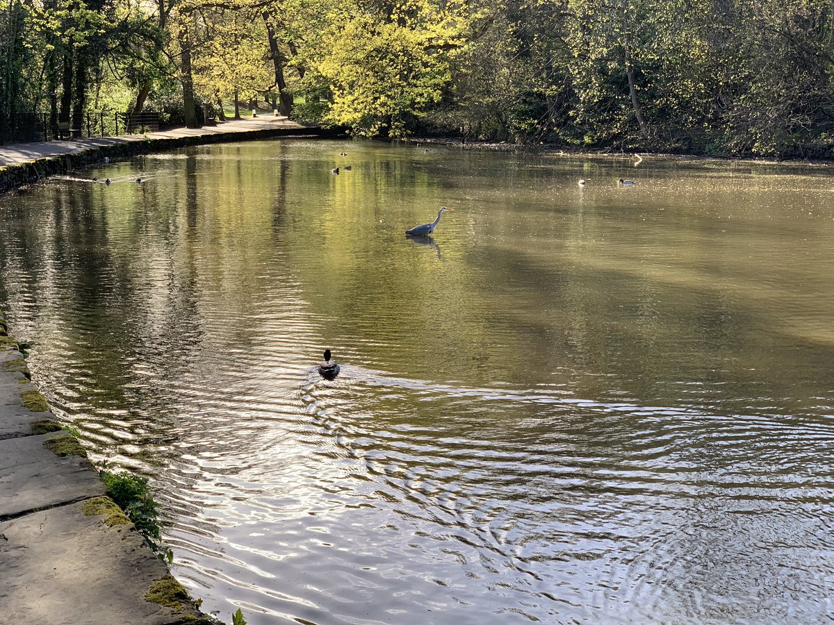 Wind, rain, hail, sleet, snow. Perfect weather for sitting at a desk and getting on with writing. Finally, early evening sunshine just in time for a brisk, blustery walk #phdlife #DentistsWithHerons