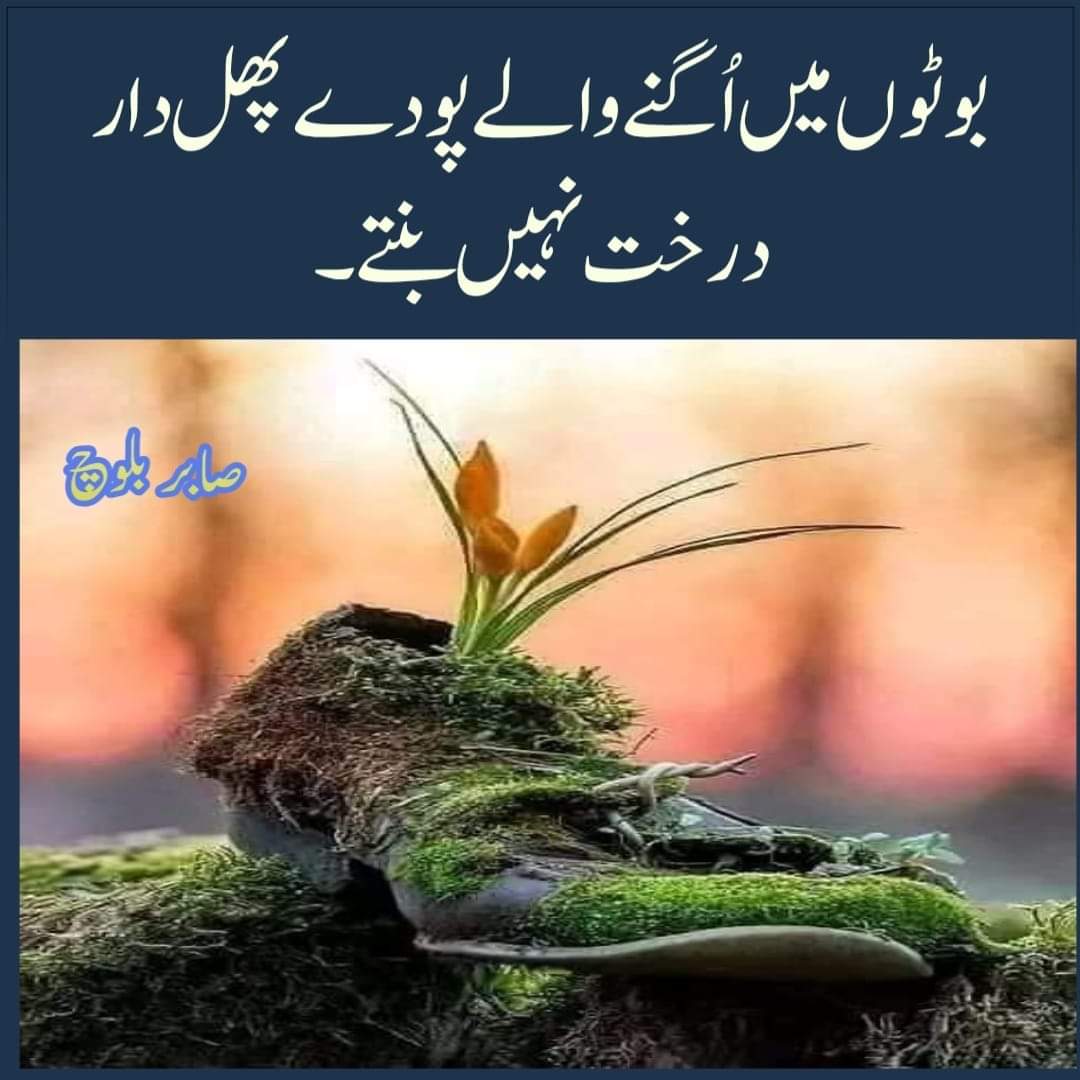 Muhammad Nadeem tweet media