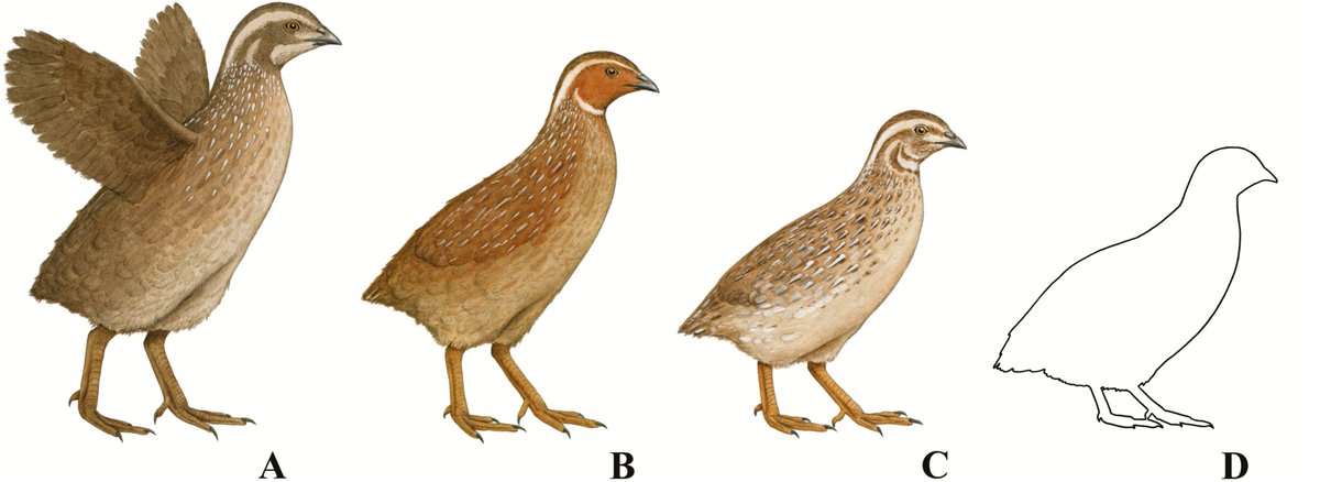 8/8 We show that our understanding of evolutionary processes is being greatly enhanced using genomic tools. Now, it is critical to complement this information with ecological and behavioural traits of both extinct and extant avian island species