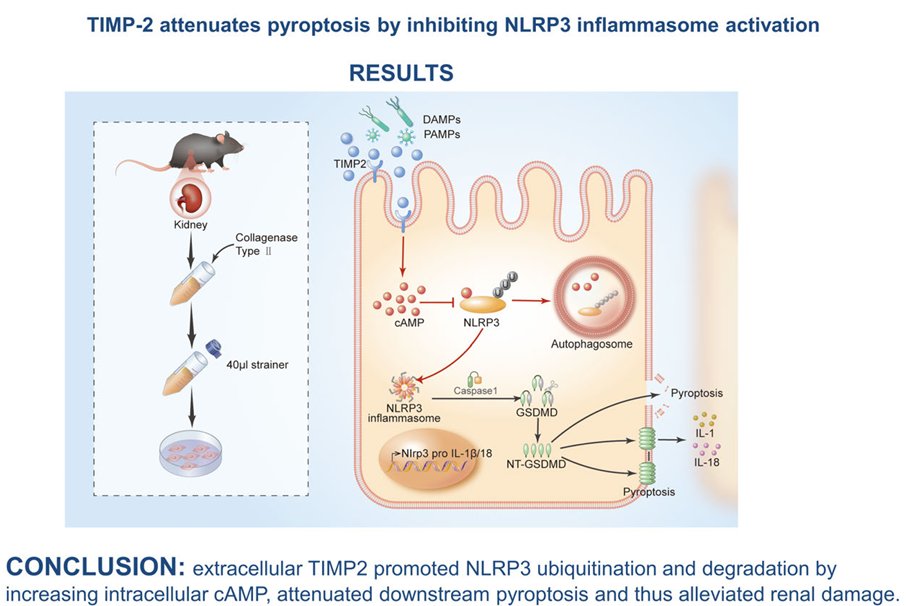 A new week means a new #ArticleinPress! TIMP2 protects against sepsis-associated acute kidney injury by cAMP/NLRP3 axis-mediated pyroptosis (Dongxue Xu et al.): ow.ly/AupV50RgsbO #TIMP2 #Biomarker #Pyroptosis