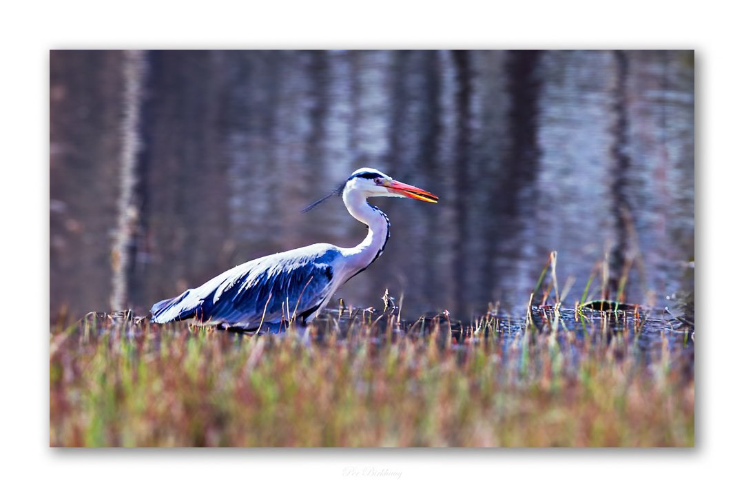 Heron

#AnimalWildlife #Wildlife #Outdoors #Bird #OneAnimal #Nature #thephotowalkpodcast #shapingthelightwithgreg #diginordic #photopluscanonmagazine #photographymasterclassmagazine #canon_photographer #picoftheday