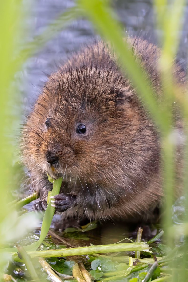 Water vole munching on its breakfast this morning.