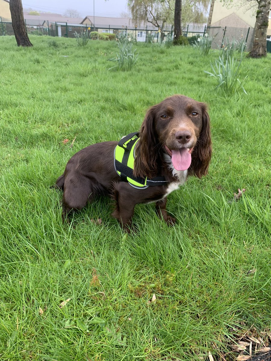 TPD Kali on her explo course today in her sparkling new coat looking very much the student officer. It won’t stay like that for long!