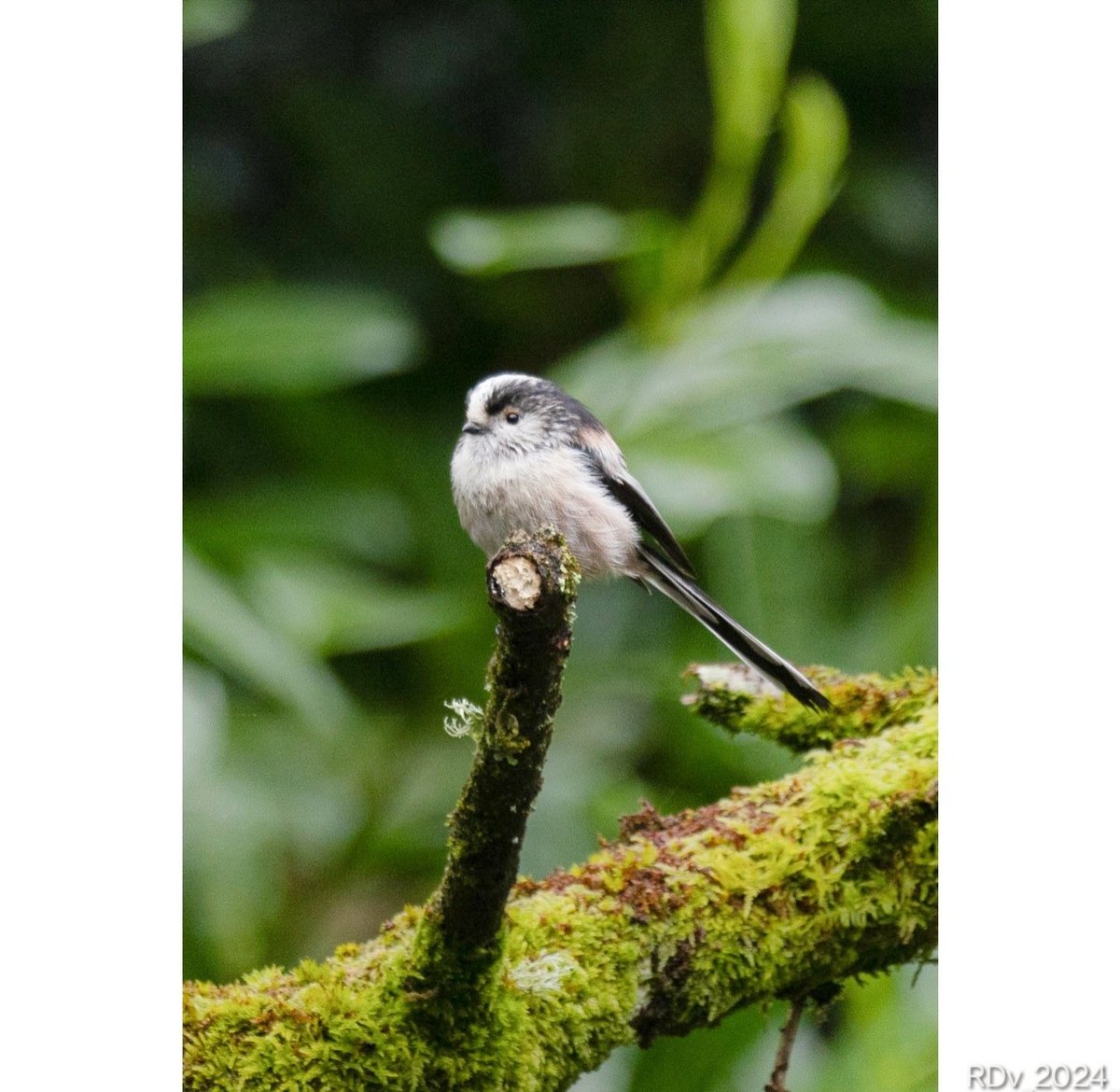 Long tailed tit #birdphotography #birdlovers #birdwatching #BirdsOfTwitter #BirdsSeenIn2024 #wildlife #nature #NatureBeauty @ThePhotoHour