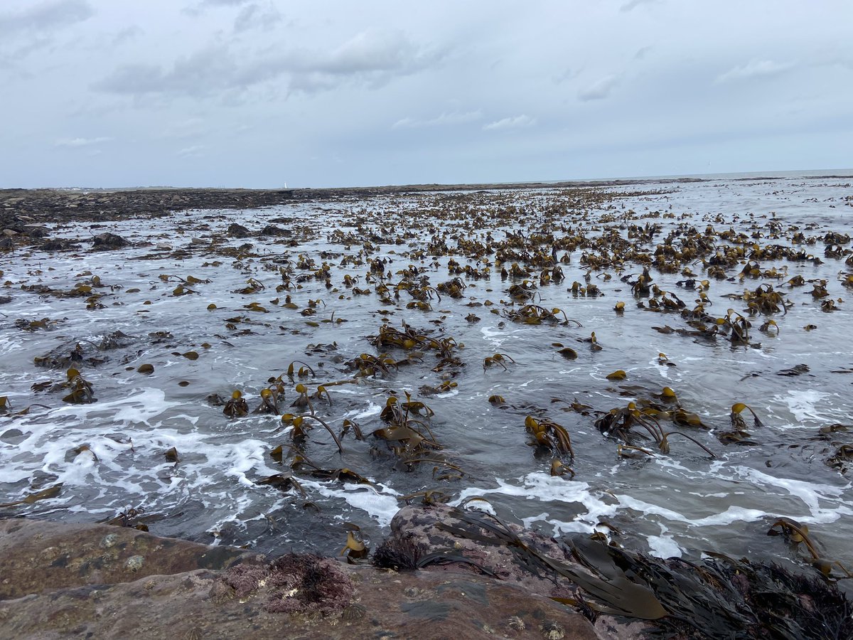 robynmastinwynn's tweet photo. Fun few days out on the shore last week 🌊 utilising those spring tides 

@newcastlemarine @NCLDoveMarine @ScienceNCL @PriestRJ @HJNCatherall @petermalmond https://t.co/WcGfIyosyT