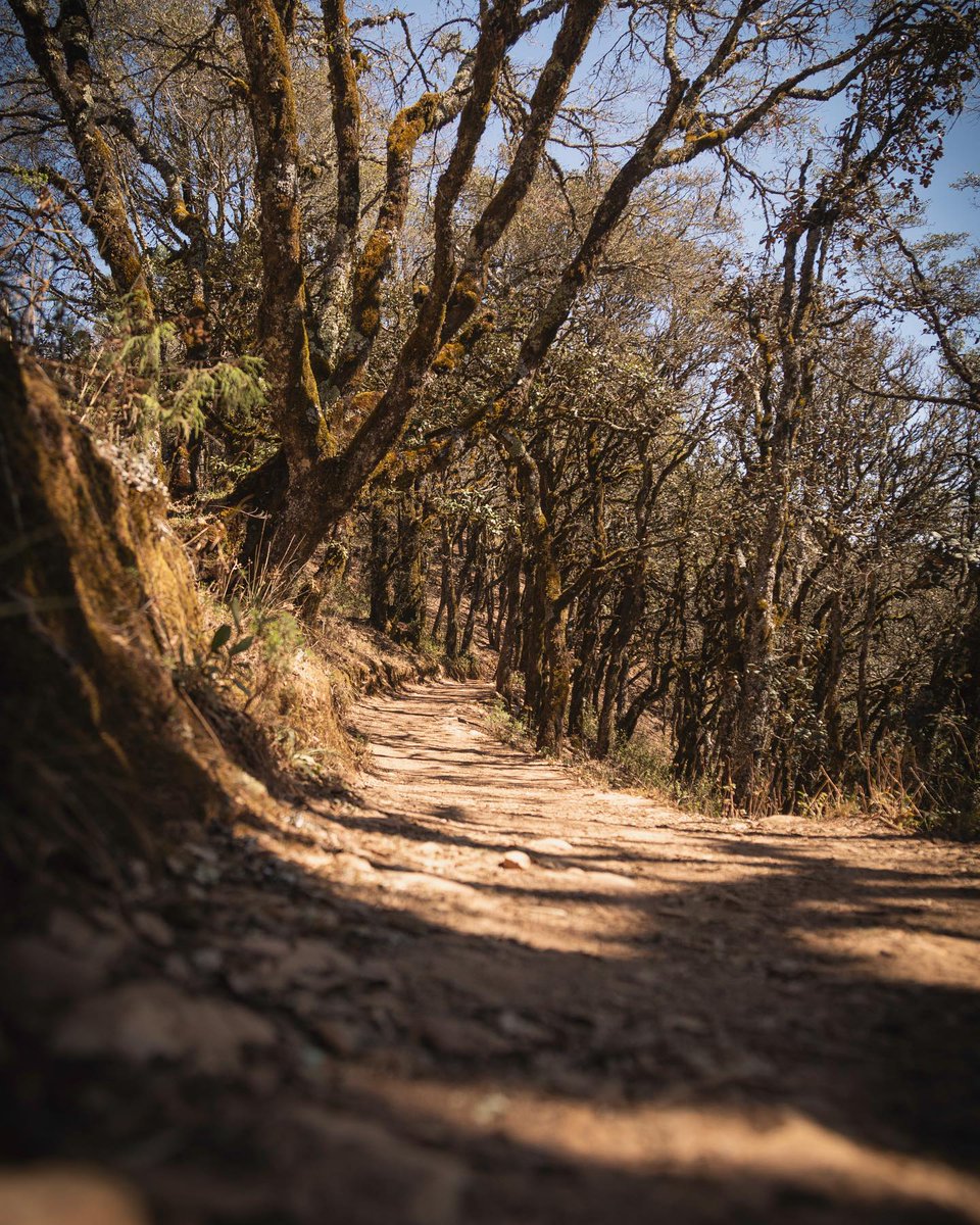 Muy feliz lunes, desde este camino que lleva ¡a nuestro hermoso mirador de Cuatro Palos! 👋😀 #QueretaLOVE 💞 Foto: alfredomoran_photo @ IG