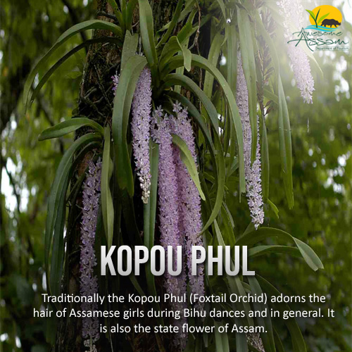 The Kopou Phulor foxtail orchid is an integral part of the traditional attire of Assamese girls during Bihu.

#AwesomeAssam
#AssamTourism
#Bihu
#RongaliBihu
#AssameseTraditionalInstruments
#KopouPhul
#FoxtailORchid
#StateFlowerOfAssam
#FolkCulture