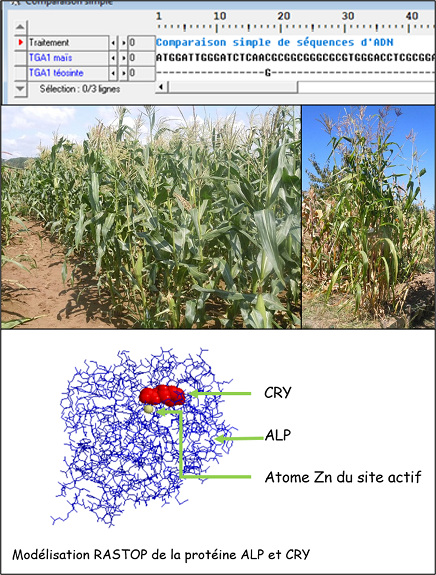ianSVT_Aix_Mrs's tweet photo. La domestication du maïs, abordée en activité puzzle avec des observations de différentes variétés de maïs, du numérique (#rastop, #libmol-#genigen2 #anagene) et de l’oral, sur le site #SVT de l’@ACAixMarseille
https://t.co/PxBFJnZVvZ https://t.co/ZuycpSWudX